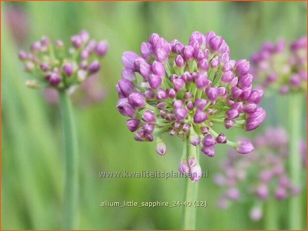 Allium 'Little Sapphire' | Amerikaanse look, Sierui, Look | Nickender Lauch | Lady's Leek