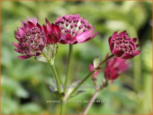 Astrantia major 'Night Owl' | Zeeuws knoopje, Groot sterrenscherm | Große Sterndolde | Greater