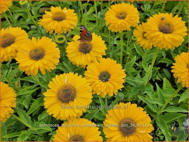 Echinacea 'Blueberry Cheesecake' | Rode zonnehoed, Zonnehoed | Roter Sonnenhut | Purple Coneflower