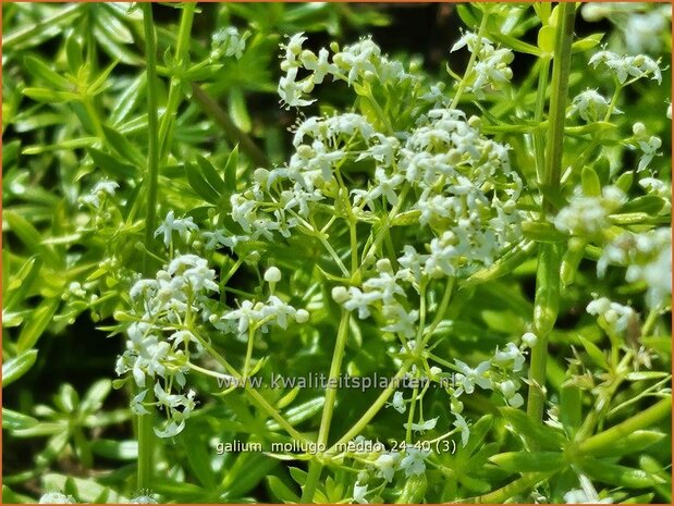 Galium mollugo 'Meddo' | Glad walstro, Walstro | Wiesen-Labkraut | Hedge Bedstraw