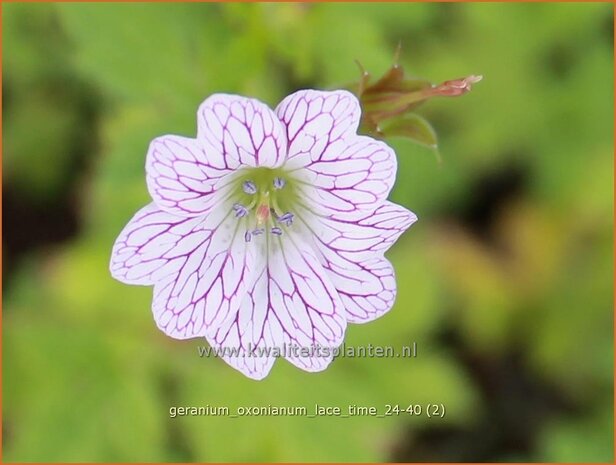 Geranium oxonianum 'Lace Time' | Basterd-ooievaarsbek, Ooievaarsbek, Tuingeranium, Geranium | Oxford-Storchschnabel |
