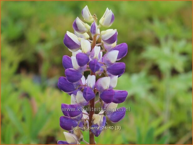Lupinus 'Cierra' | Lupine | Lupine | Lupin