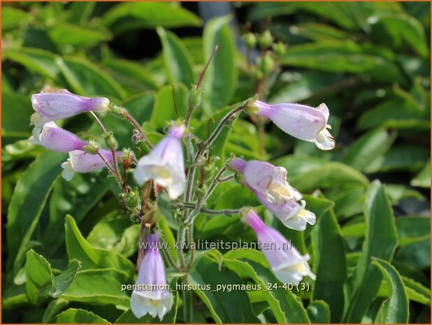 Penstemon hirsutus &#x0027;Pygmaeus&#x0027; | Slangenkop, Schildpadbloem | Rauhaariger Bartfaden | Hairy Beardtongue