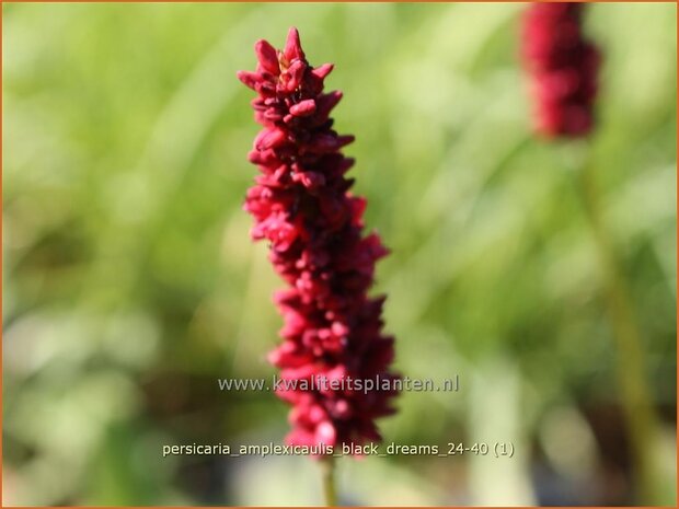 Persicaria amplexicaulis &#x0027;Black Dreams&#x0027; | Doorgroeide duizendknoop, Adderwortel, Duizendknoop | Kerzenkn&