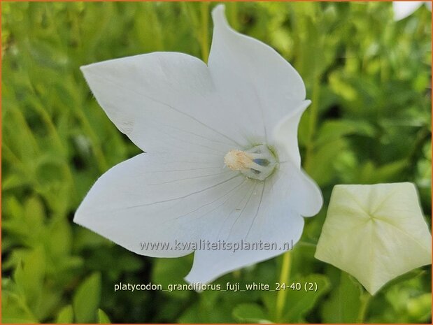 Platycodon grandiflorus 'Fuji White' | Ballonklokje, Ballonbloem, Chinese klokjesbloem | Ballonblume | Ja