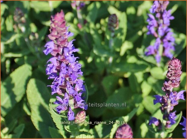Salvia nemorosa 'Rianne' | Bossalie, Salie, Salvia | Steppensalbei | Woodland Sage