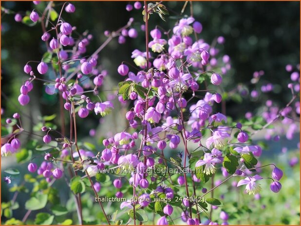Thalictrum 'Purple Wings' | Ruit | Wiesenraute | Meadow Rue