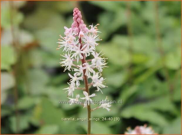 Tiarella 'Angel Wings' | Schuimbloem, Perzische muts, Schuimkaars | Schaumbl&uuml;te | Foam Flower
