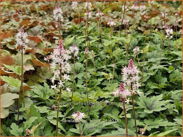 Tiarella 'Angel Wings' | Schuimbloem, Perzische muts, Schuimkaars | Schaumbl&uuml;te | Foam Flower