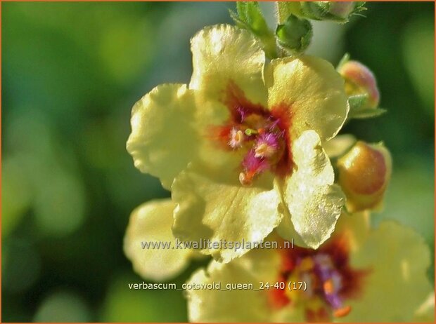 Verbascum 'Cotswold Queen' | Toorts | K&ouml;nigskerze | Mullein