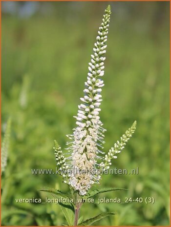 Veronica longifolia 'White Jolanda' | Lange ereprijs, Langbladige ereprijs, Ereprijs | Langblä