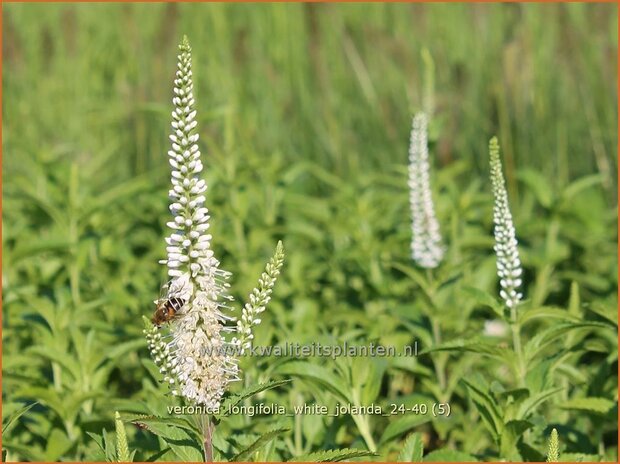Veronica longifolia 'White Jolanda' | Lange ereprijs, Langbladige ereprijs, Ereprijs | Langblä