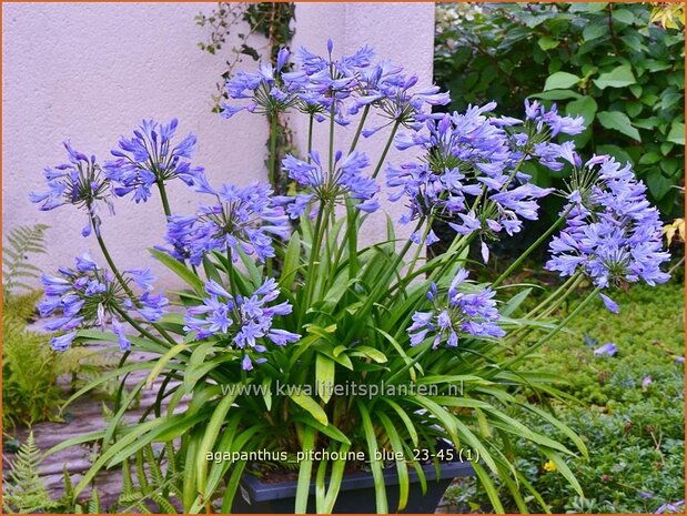 Agapanthus 'Pitchoune Blue' | Afrikaanse lelie, Kaapse lelie, Liefdesbloem, Blauwe tuberoos | Schmucklilie | African 