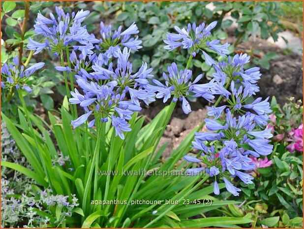 Agapanthus 'Pitchoune Blue' | Afrikaanse lelie, Kaapse lelie, Liefdesbloem, Blauwe tuberoos | Schmucklilie | African 