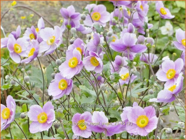 Anemone hybrida 'Regal Swan' | Herfstanemoon, Japanse anemoon, Anemoon | Herbstanemone | Japanese Anemone