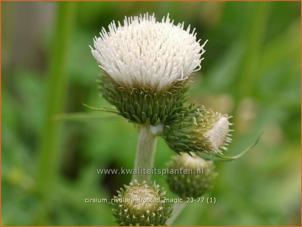 Cirsium rivulare &#x0027;Frosted Magic&#x0027; | Oeverdistel, Beekdistel, Vederdistel | Bach-Kratzdistel | Brook Thistl