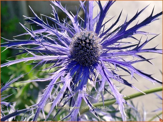 Eryngium 'Pen Blue' | Kruisdistel | Mannstreu | Sea Holly