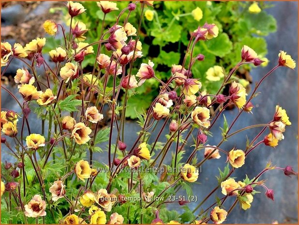 Geum 'Tempo Yellow' | Nagelkruid | Nelkenwurz | Avens