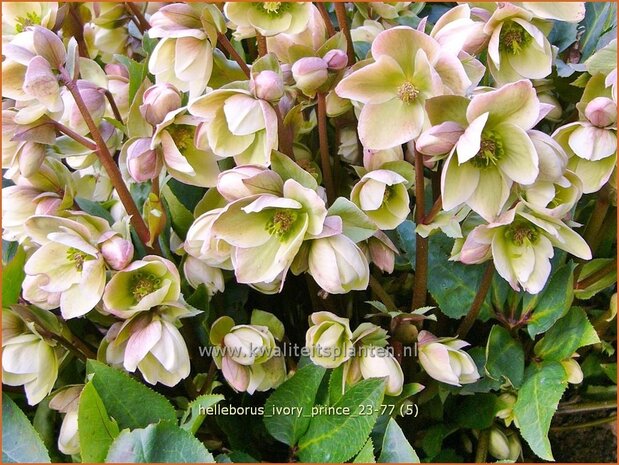 Helleborus 'Ivory Prince' | Nieskruid | Nieswurz | Hellebore