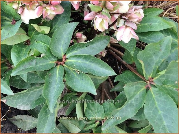 Helleborus 'Ivory Prince' | Nieskruid | Nieswurz | Hellebore