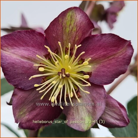 Helleborus 'Star of Passion' | Kerstroos, Lenteroos, Vastenroos, Nieskruid | Lenzrose | Lenten Rose