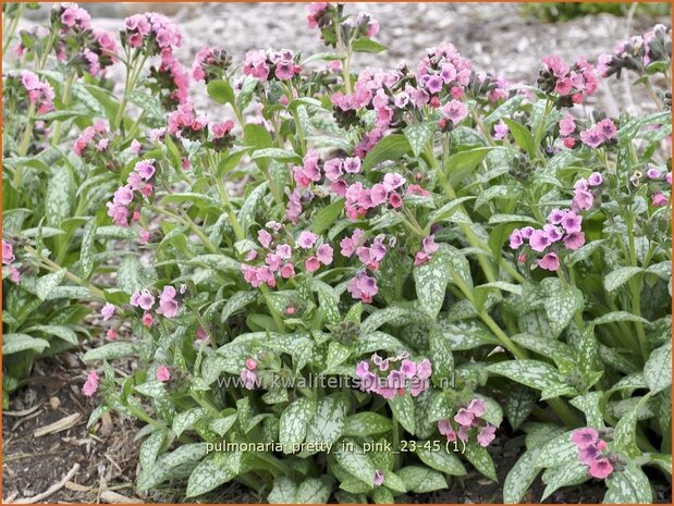 Pulmonaria 'Pretty in Pink' | Longkruid | Lungenkraut | Lungwort
