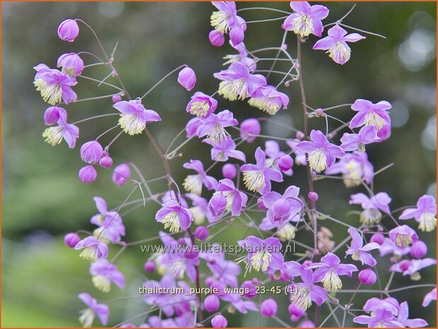 Thalictrum 'Purple Wings' | Ruit | Wiesenraute | Meadow Rue