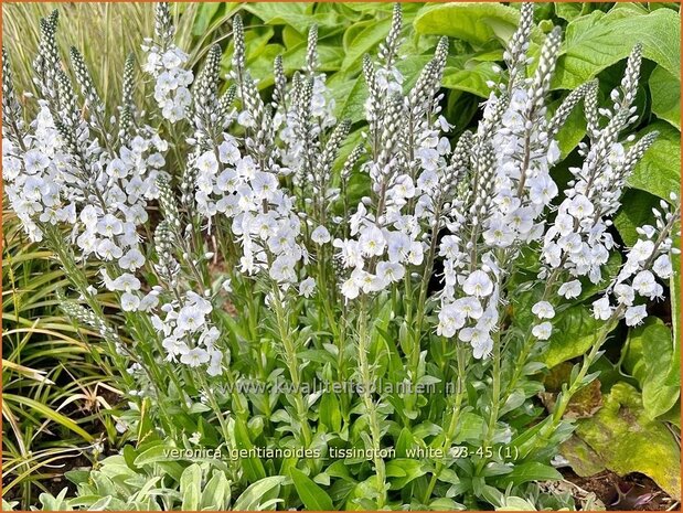 Veronica gentianoides 'Tissington White' | Gentiaanereprijs, Ereprijs | Enzianbl&auml;ttriger Ehrenpreis | Gentian Speedw