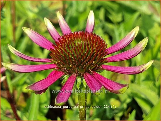 Echinacea purpurea 'Prima Spider' | Rode zonnehoed, Zonnehoed | Roter Sonnenhut | Purple Coneflower