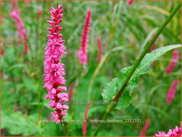 Persicaria amplexicaulis 'Flamingo Feathers' | Doorgroeide duizendknoop, Adderwortel, Duizendknoop | Kerzenkn 