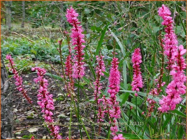 Persicaria amplexicaulis 'Flamingo Feathers' | Doorgroeide duizendknoop, Adderwortel, Duizendknoop | Kerzenkn 