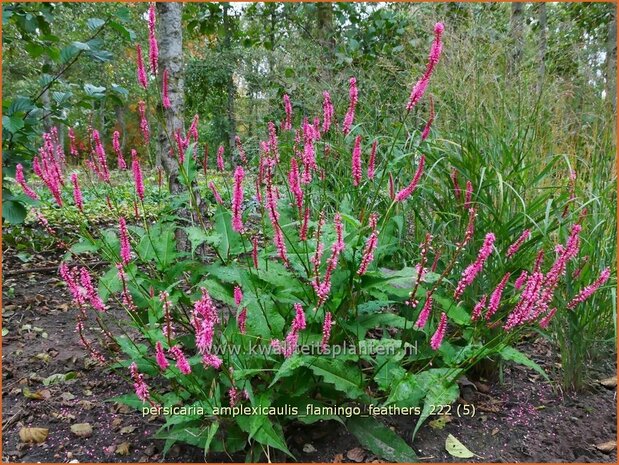 Persicaria amplexicaulis 'Flamingo Feathers' | Doorgroeide duizendknoop, Adderwortel, Duizendknoop | Kerzenkn 