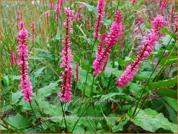 Persicaria amplexicaulis 'Flamingo Feathers' | Doorgroeide duizendknoop, Adderwortel, Duizendknoop | Kerzenkn 