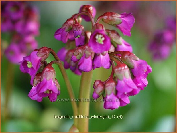 Bergenia cordifolia 'Wintergloed' | Schoenlappersplant, Olifantsoor | Altai-Bergenie | Heart-Leaf Bergenia