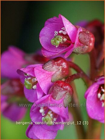 Bergenia cordifolia 'Wintergloed' | Schoenlappersplant, Olifantsoor | Altai-Bergenie | Heart-Leaf Bergenia