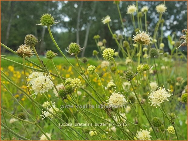 Succisa pratensis 'Buttermilk' | Blauwe knoop | Gewöhnlicher Teufelsabbiss