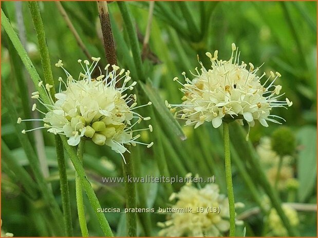 Succisa pratensis 'Buttermilk' | Blauwe knoop | Gewöhnlicher Teufelsabbiss