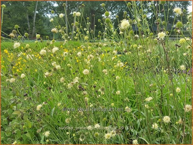 Succisa pratensis 'Buttermilk' | Blauwe knoop | Gewöhnlicher Teufelsabbiss