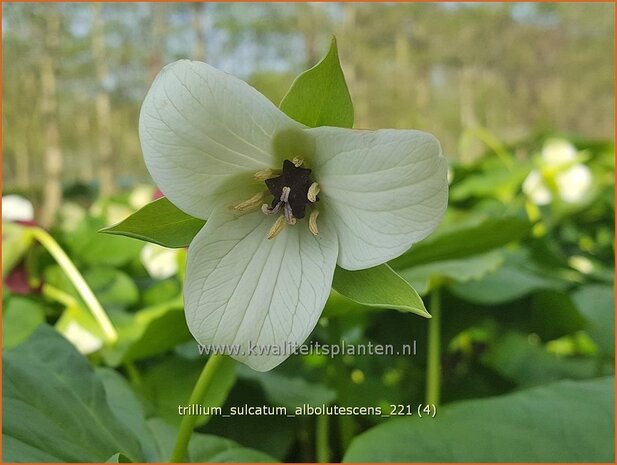 Trillium sulcatum f. alba | Drieblad, Boslelie | Dreiblatt | Furrowed Wakerobin