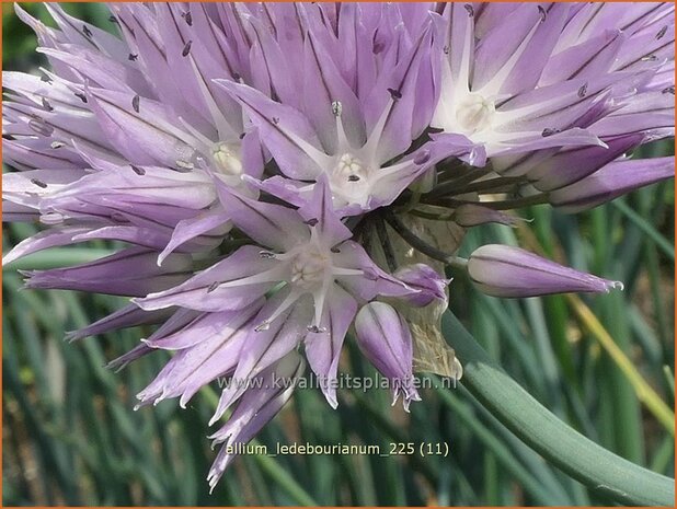 Allium ledebourianum | Bieslook, Look | Schnittlauch | Chives