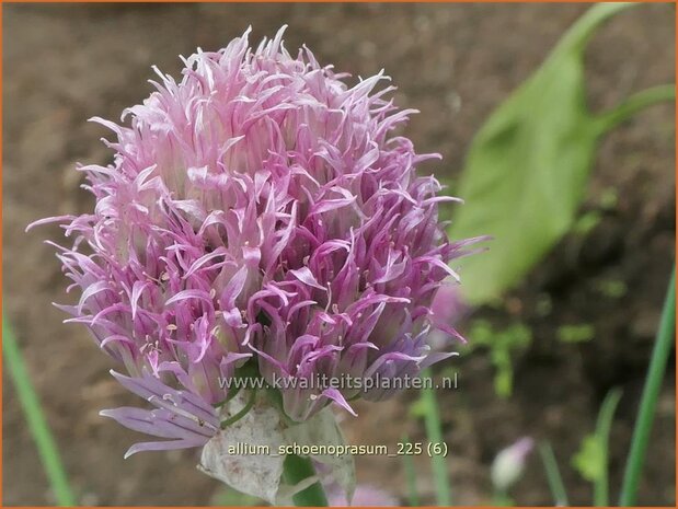 Allium schoenoprasum | Bieslook, Snijlook, Look | Schnittlauch | Chives