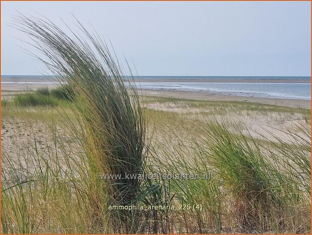 Ammophila arenaria | Helmgras (inlands), Helm | Gew&ouml;hnlicher Strandhafer | European Beach Grass