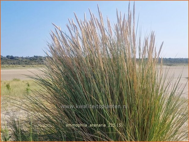 Ammophila arenaria | Helmgras (inlands), Helm | Gew&ouml;hnlicher Strandhafer | European Beach Grass