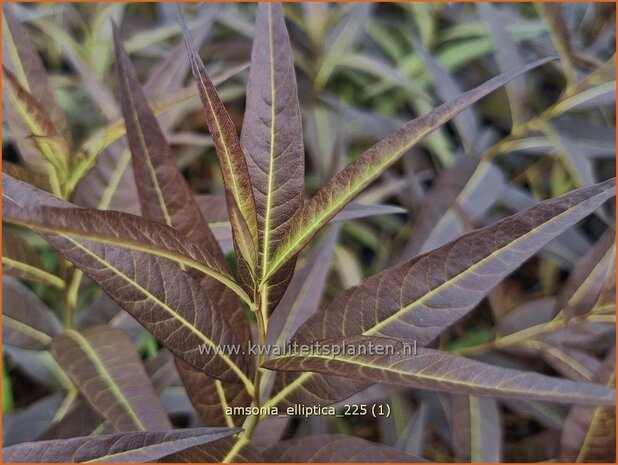 Amsonia elliptica | Blauwe ster, Stermaagdenpalm | R&ouml;hrenstern | Blue Star