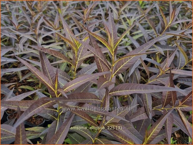 Amsonia elliptica | Blauwe ster, Stermaagdenpalm | R&ouml;hrenstern | Blue Star