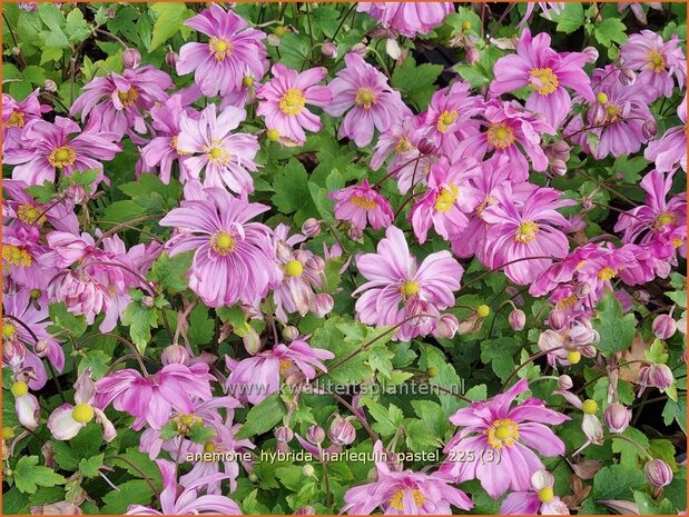 Anemone hybrida 'Harlequin Pastel' | Herfstanemoon, Japanse anemoon, Anemoon | Herbstanemone | Japanese Anemone