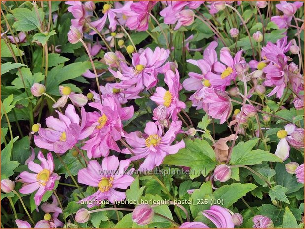 Anemone hybrida 'Harlequin Pastel' | Herfstanemoon, Japanse anemoon, Anemoon | Herbstanemone | Japanese Anemone