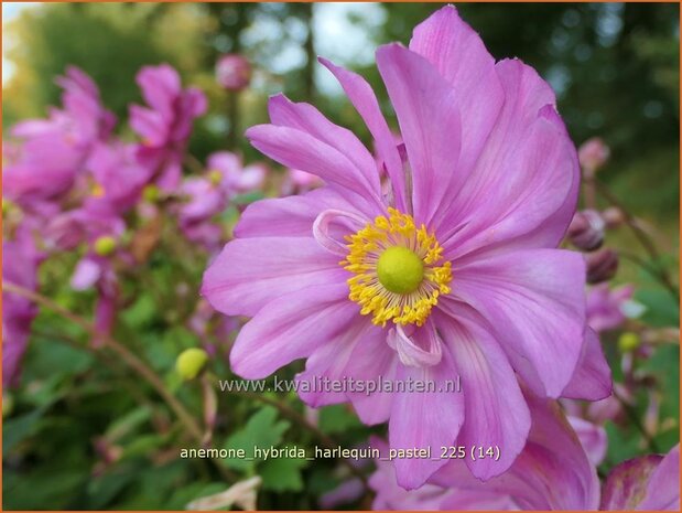 Anemone hybrida 'Harlequin Pastel' | Herfstanemoon, Japanse anemoon, Anemoon | Herbstanemone | Japanese Anemone