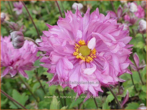 Anemone hybrida 'Puff Pink' | Herfstanemoon, Japanse anemoon, Anemoon | Herbstanemone | Japanese Anemone