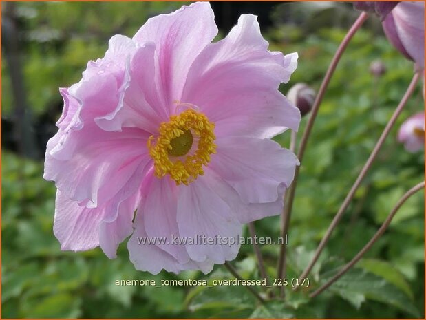 Anemone tomentosa 'Overdressed' | Hoge herfstanemoon, Herfstanemoon, Anemoon | Filzige Herbst-Anemone | Grapeleaf Ane